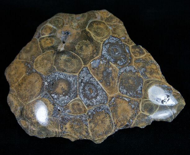 Polished Fossil Coral Head - Very Detailed #10375